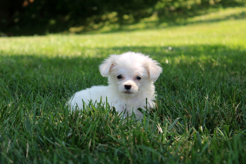 puppy, for, sale, Maltese, Matthew B. Stoltzfus, dog, breeder, Gap, PA, dog-breeder, puppy-for-sale, forsale, nearby, find, puppyfind, locator, puppylocator, aca